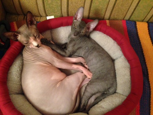 Коты_2.JPG