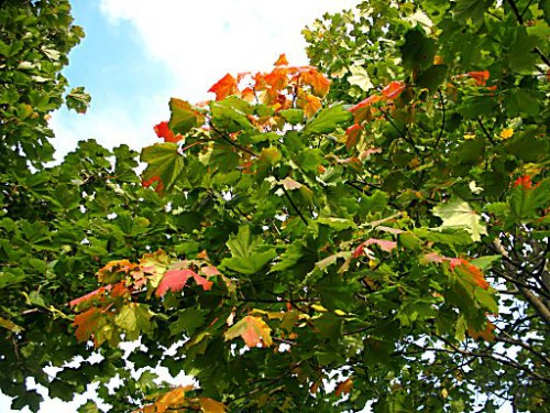 иIMG_9631.jpg