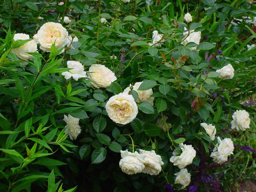 rose-MJ-2.jpg