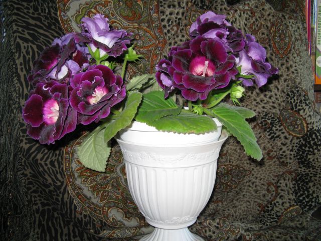 IMG_0803.jpg