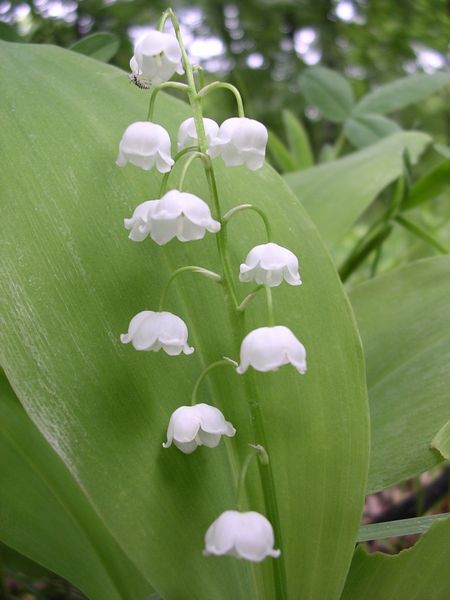 450px-Convallaria-oliv-r2[1].jpg