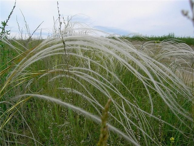 ковыль.jpg