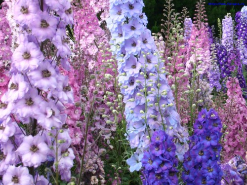 1245932235_vv_flower_delphinium_3_h_orig.jpg