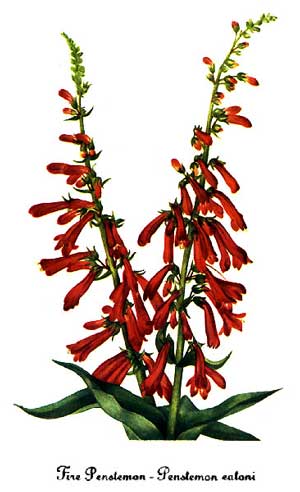 Penstemon300x492.jpg