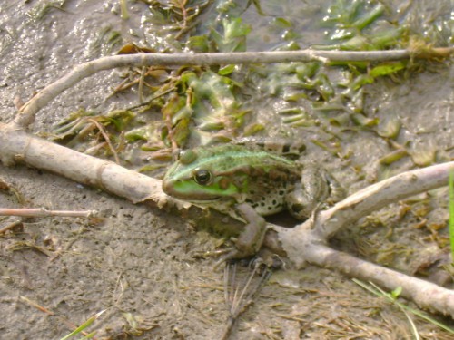 DSC03336.jpg