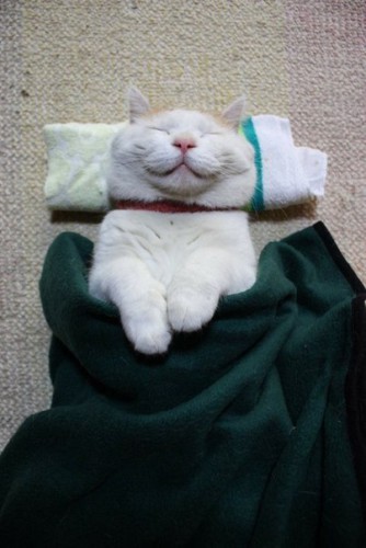 Котата.jpg