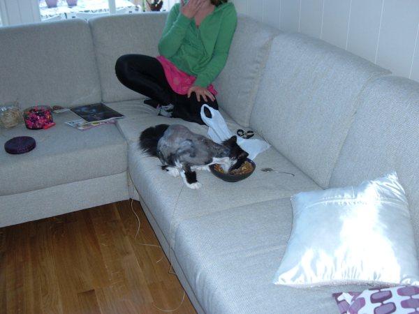 katt1.jpg