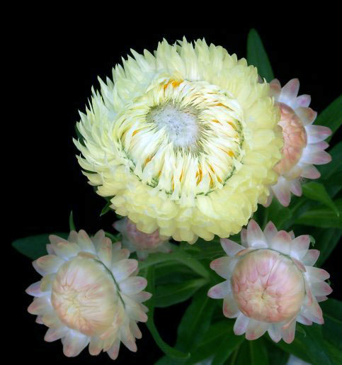 helichrysum.jpg