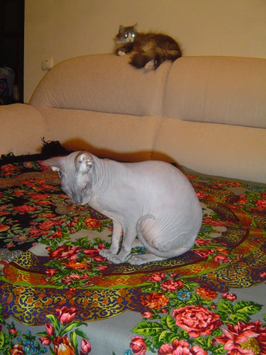 DSC00255.JPG