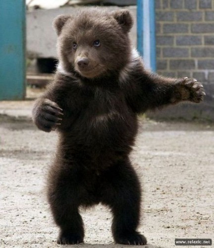 92890250_animals_00082.jpg