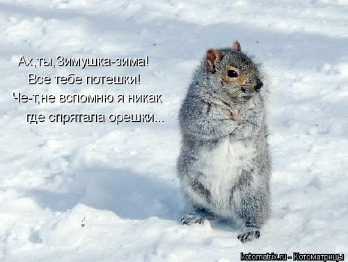 kotomatritsa_z.jpg