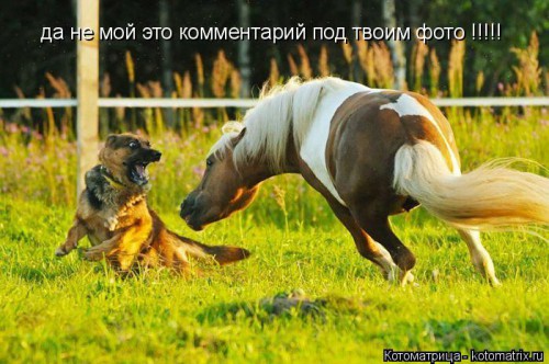kotomatritsa_s4.jpg