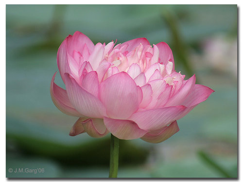 nelumbo.jpg