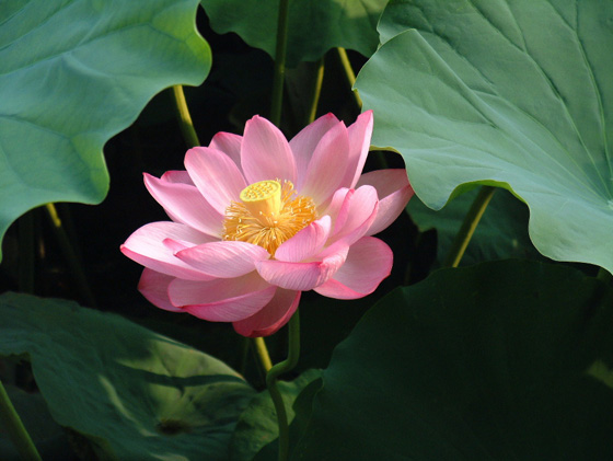 Nelumbo_nucifera1.jpg