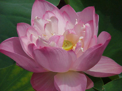 nelumbo_nucifera_06.jpg
