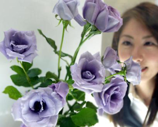 blue-rose.jpg