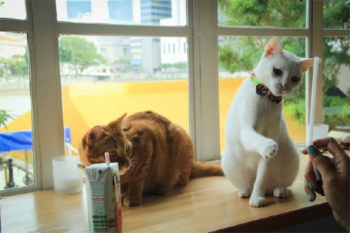котики.png