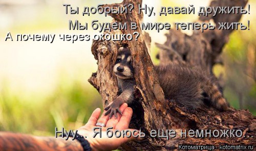 kotomatritsa_4K.jpg