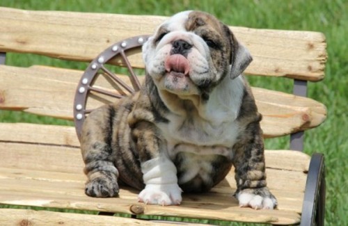 X-x-lindo-feminino-Ingls-bulldog-cachorro-20130511003235.jpg