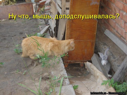 kotomatritsa_S.jpg