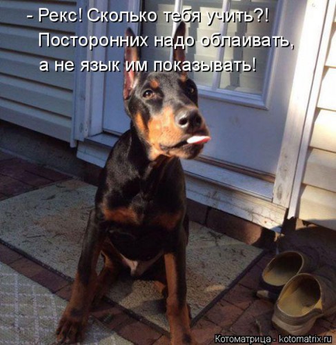 kotomatritsa_W.jpg