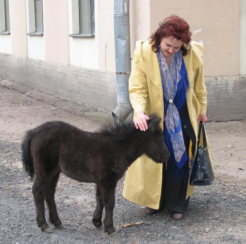 лошадка.jpg