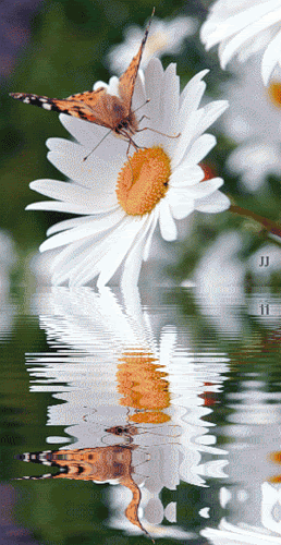 вода...бабочка...ромашки.gif