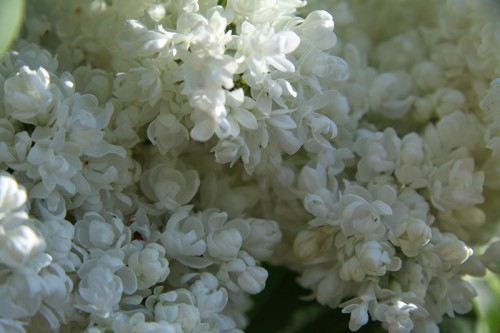 IMG_9254_1.jpg