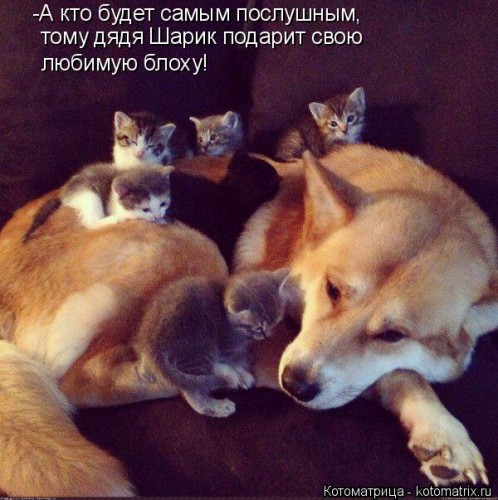 kotomatritsa_U.jpg