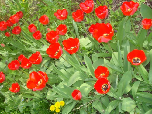 Копия DSC00335.JPG