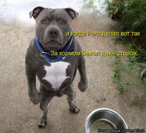 kotomatritsa_9G.jpg
