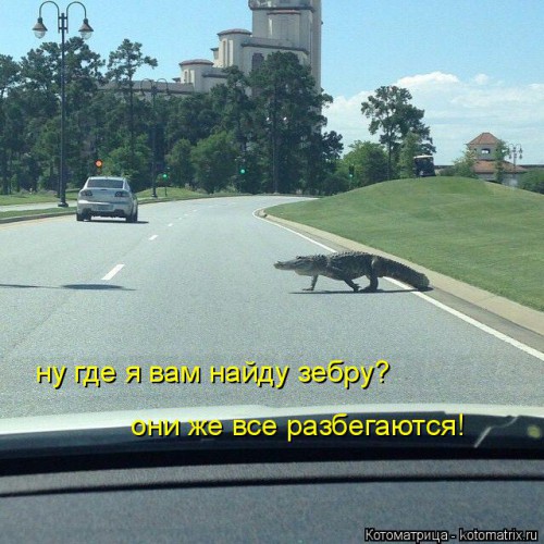 kotomatritsa_rF.jpg