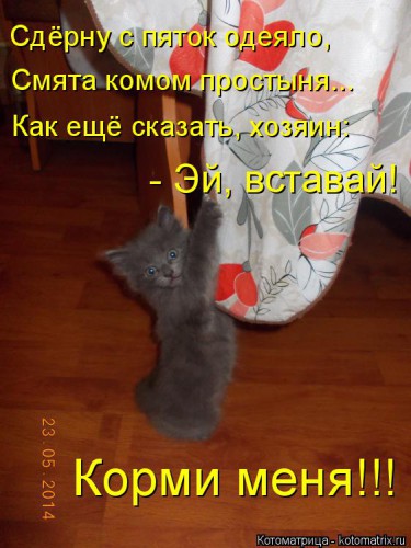 kotomatritsa_PC.jpg