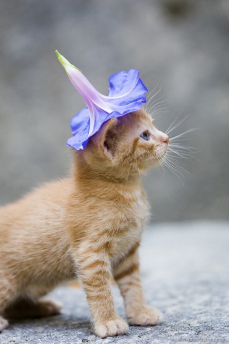 11196160-R3L8T8D-850-24.png.jpg