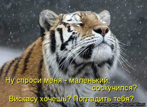 kotomatritsa_c8.jpg