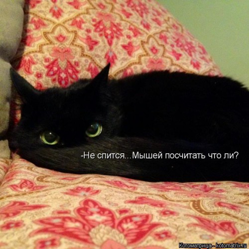 kotomatritsa_KZ.jpg