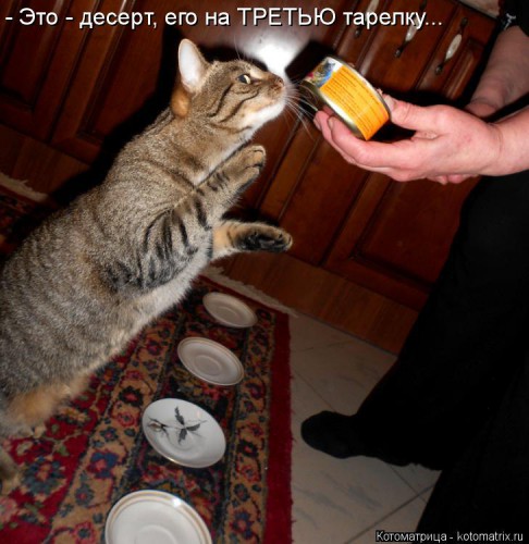 kotomatritsa_WI.jpg