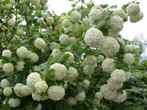 big_viburnum_opulus_roseum.jpg