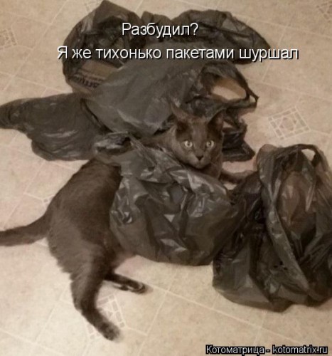 kotomatritsa_m.jpg