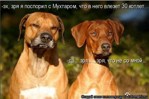 kotomatritsa_MW.jpg