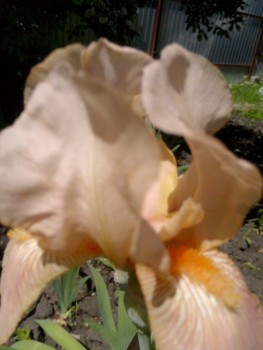 IMG_20150526_104920.jpg