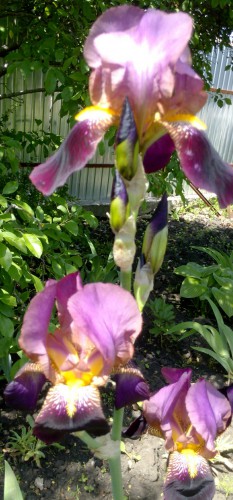 IMG_20150526_105353.JPG