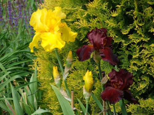 iris_LG 1.jpg