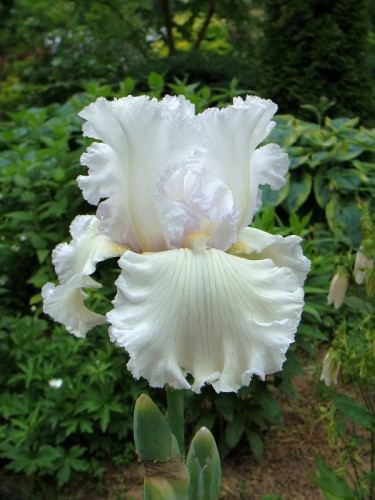 iris_PureAsThe.jpg