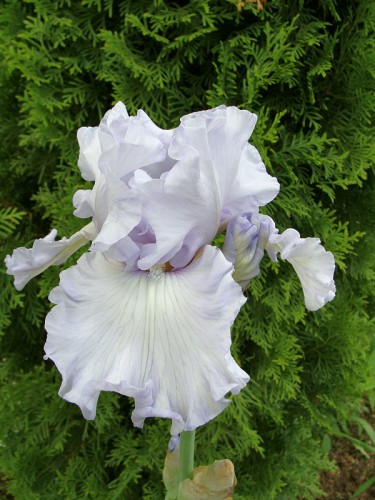 iris silverado 1.jpg
