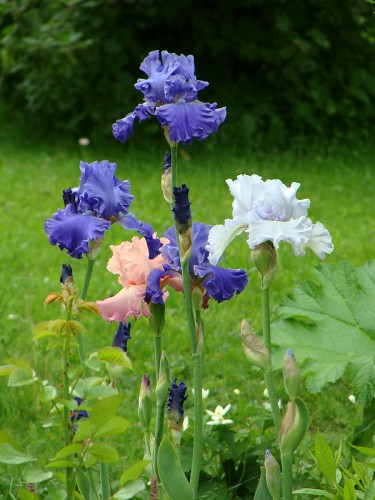 irises 1.jpg