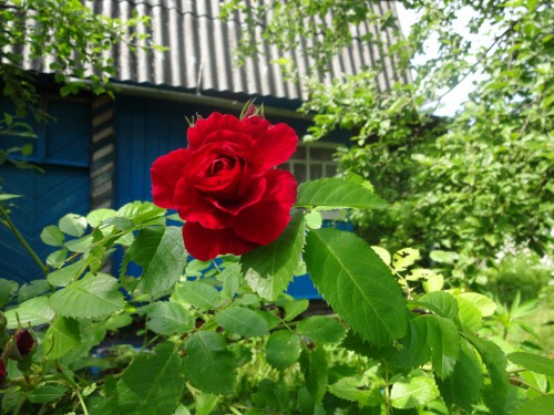 DSC03476.JPG
