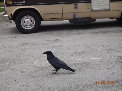 Хозяин! места и положения (на парковке)