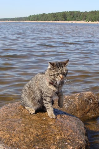Морской котик