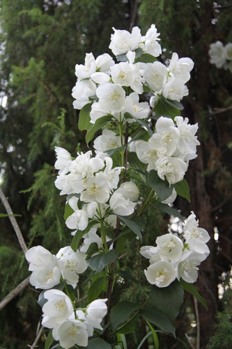 Dame Blanche